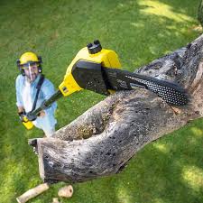 Detroit Lakes, MN Tree Care Company