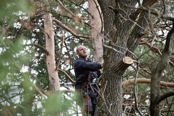 How Our Tree Care Process Works  in  Detroit Lakes, MN
