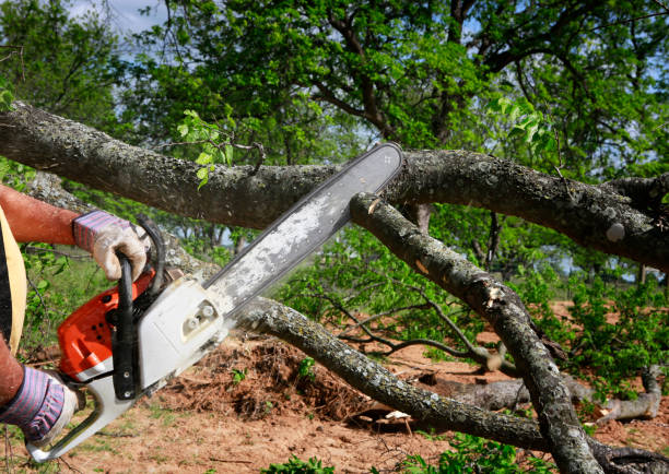 Best Seasonal Cleanup (Spring/Fall)  in Detroit Lakes, MN